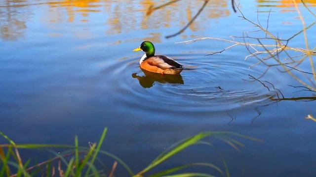 Красивая Расслабляющая Музыка для Снятия Напряжения • Музыка для Сна смотреть онлайн