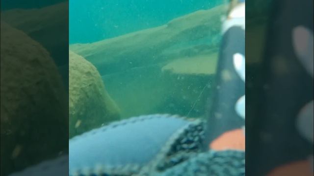 Why we mermaid. смотреть онлайн