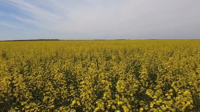 "Не послушал МЕГА агрономов и не зря"! Чудо рапс, СИ Ласкала и Приват SU. смотреть онлайн
