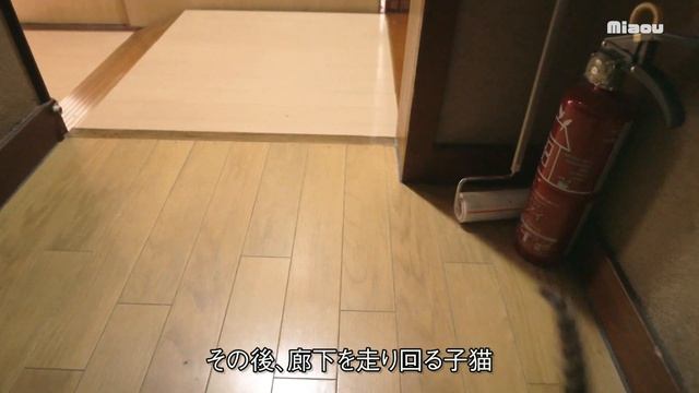 18日目 ちょっかい出しすぎて怒られた子猫 【瀬戸のここ日記】 смотреть онлайн