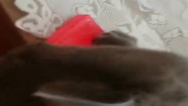 Котик рекламирует белорусский шоколад "Коммунарка" смотреть онлайн