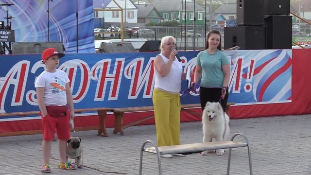 Парад породистых собак "Дог - шоу" смотреть онлайн