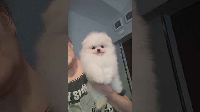 Беленький красавчик, щенок померанский шпиц. Любуемся, спрашиваем смотреть онлайн