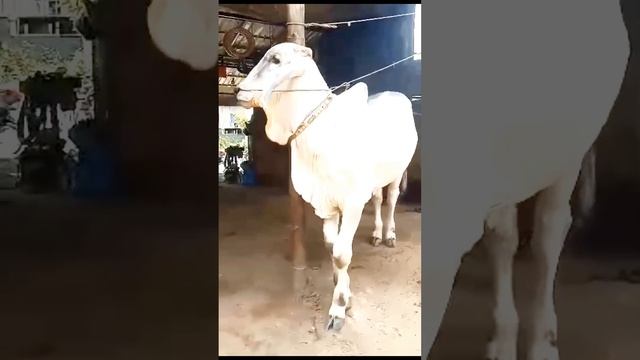 Episode 69: Generation Of Indubrazil Super Bull Calf @cowlover100m #viral #trending #pets #brazil смотреть онлайн