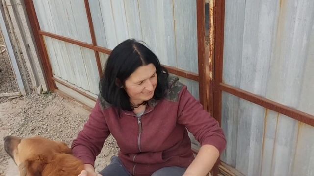 В приюте гостья. Лучшие гости в доме, это те, что любят собак. смотреть онлайн
