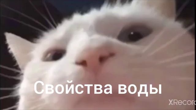 мем с котом смотреть онлайн