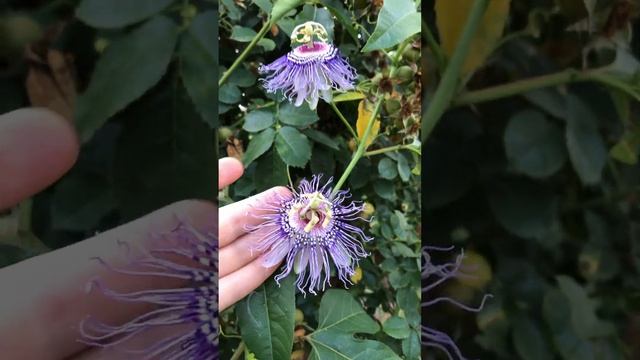 Зацвела первая из трёх Пассифлора #цветы #цветники #сад #garden #flowers смотреть онлайн