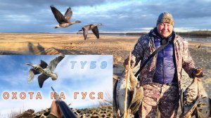 Охота на гуся в Якутии.  Хаас 2024. Goose hunting in Yakutia.