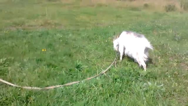 🎆НУ ЧТО, РЕШИЛА ВЫЛОЖИТЬ📲 ПЕРВОЕ 1️⃣ СВОЁ ВИДЕО📽️! смотреть онлайн