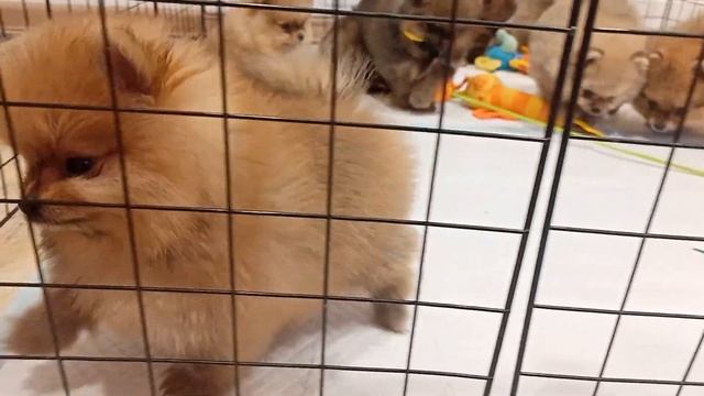 Братва в деле😉 Плюшевые мишки ждут любящих родителей! смотреть онлайн