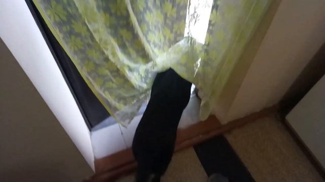 Пес открыл дверь и ушел смотреть онлайн