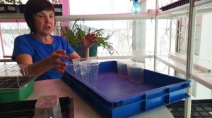 #1 Начинаем сеять перцы и томаты 2024! Инвентарь, подготовка рабочего места. Сроки и порядок посева.