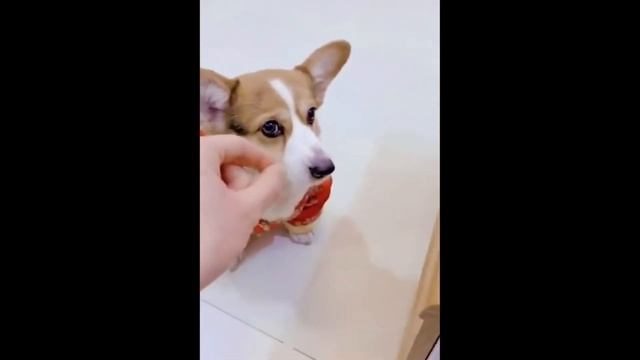 Невидимый корм для собаки Озвучка смотреть онлайн