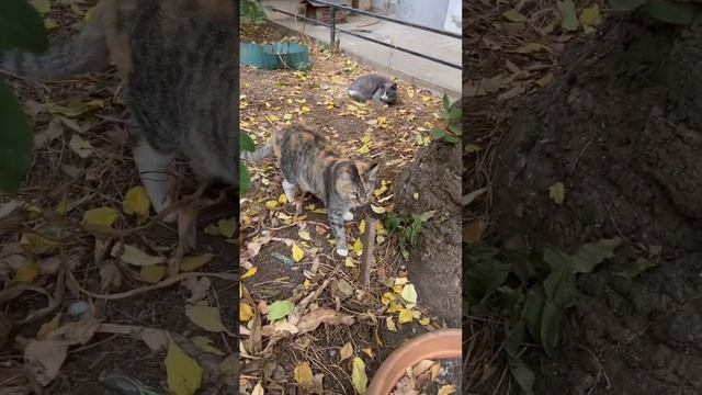 Мяу мяу всем от трехцветки смотреть онлайн