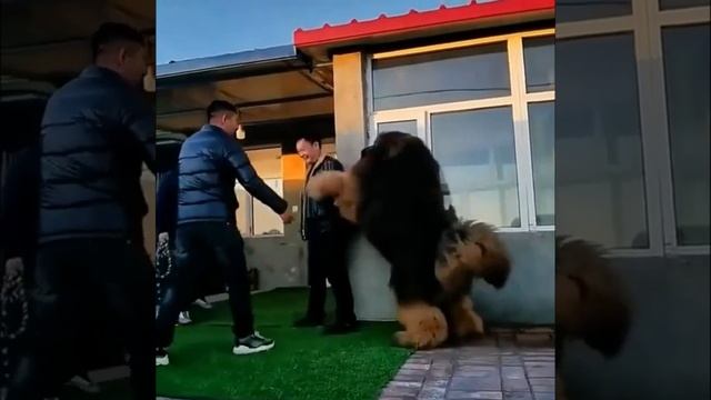 Тибетский Мастиф.Tibetan mastiff. смотреть онлайн