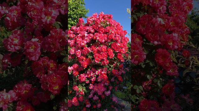 Мой сад - моё маленькое счастье ❤️ #flowers #rose #цветники #цветы #сад смотреть онлайн