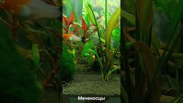 Меченосцы в общем аквариуме с Гуппи и Неонами #аквариум #гуппи #меченосцы #aquarium смотреть онлайн
