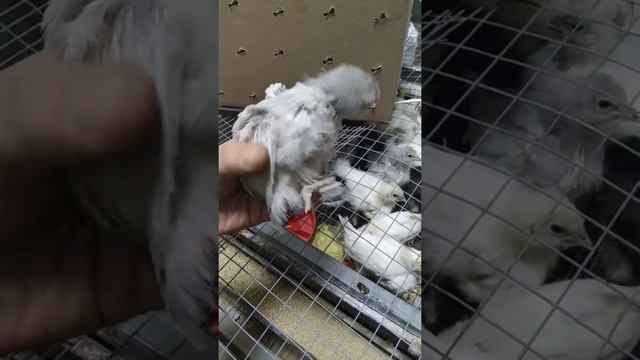 Птенцы на продажу