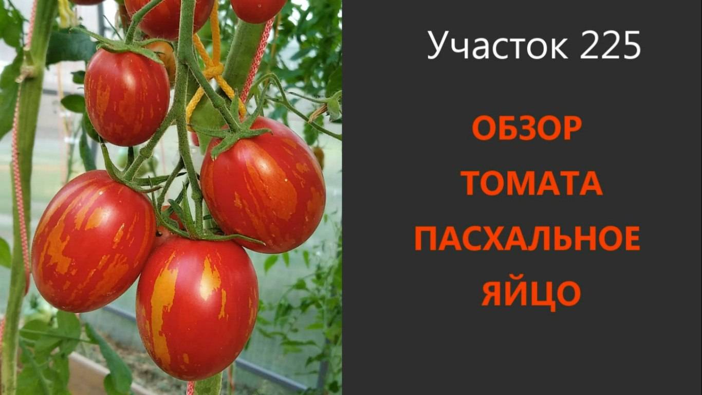 Томат пасхальное яйцо. Красный с золотом! смотреть онлайн