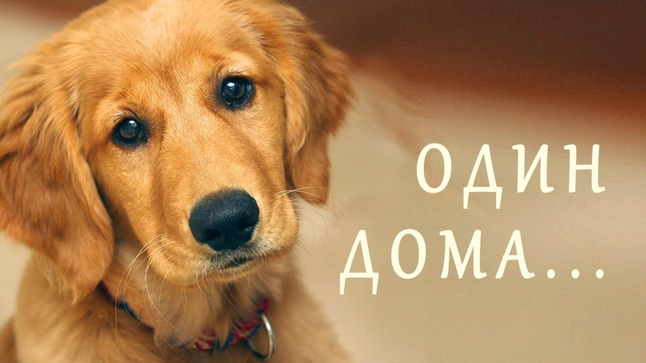 Песня про собаку, которая осталась одна дома - Наталия Лансере / Пес Яшка дома - детская песня смотреть онлайн