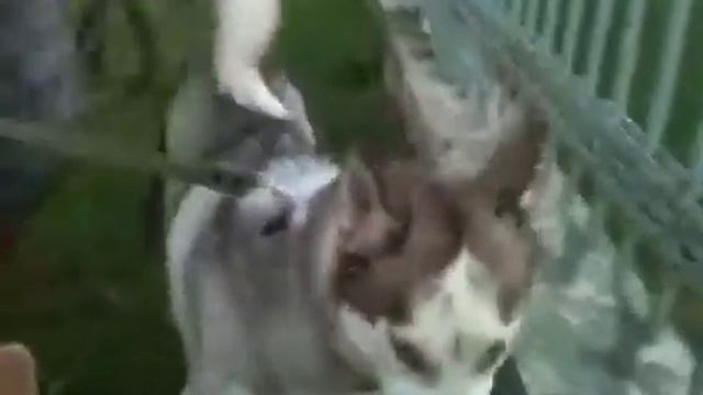 Хаски хроники 47 смотреть онлайн