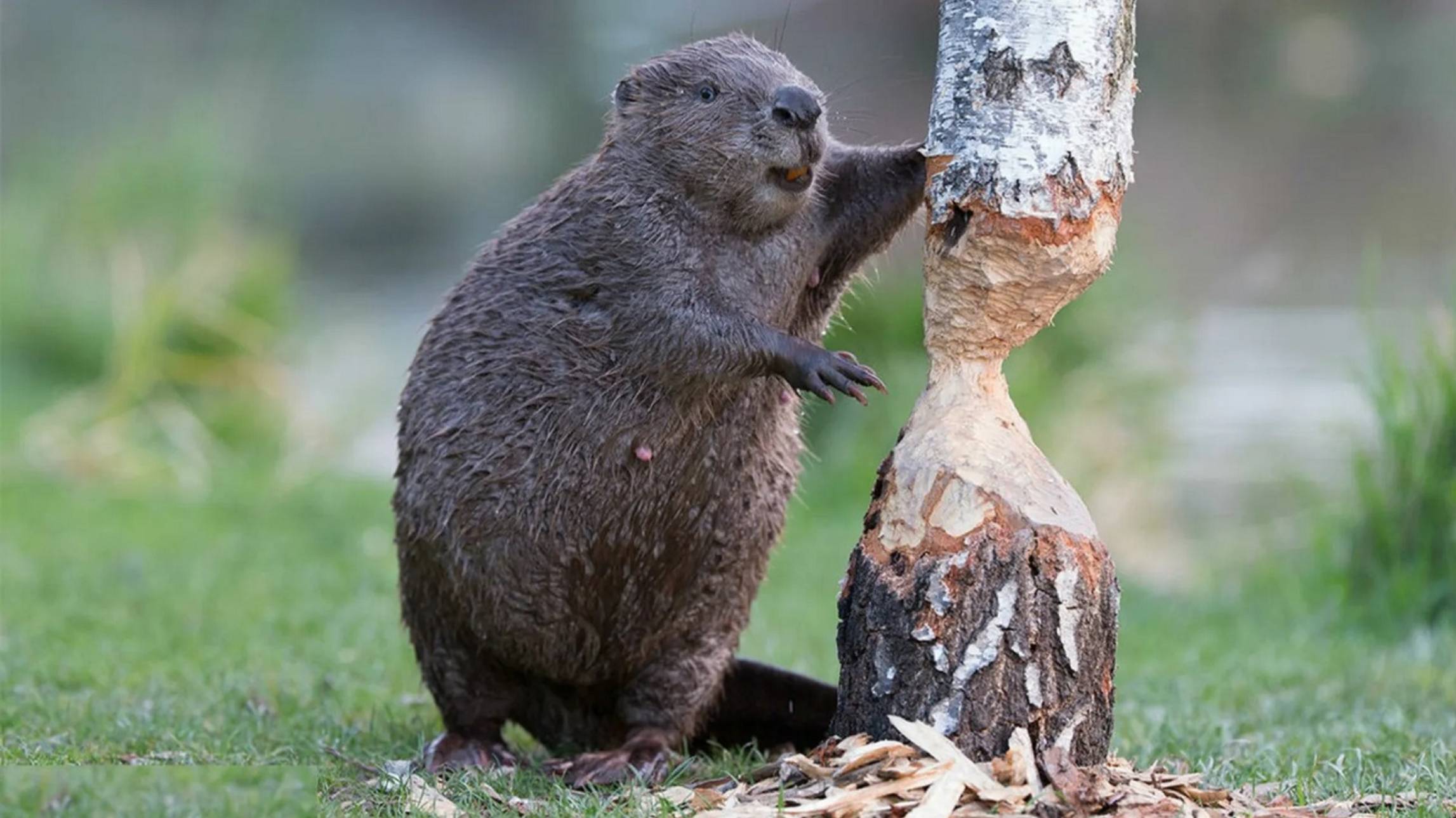 БОГ войны БОБР-трупоед. 22.12.24. смотреть онлайн