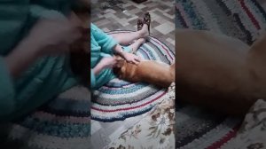 сахарный диабет у собаки, делаем инсулин