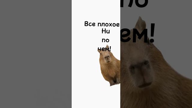 Ахах, с Пасхой так сказать #капибара смотреть онлайн