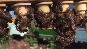 Семья воспитательница с плодной маткой