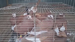 14.12.2024.Ярмарка голубей в Курске.