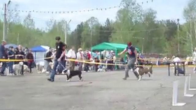 Терьер Союз, Томск, 2010г. смотреть онлайн