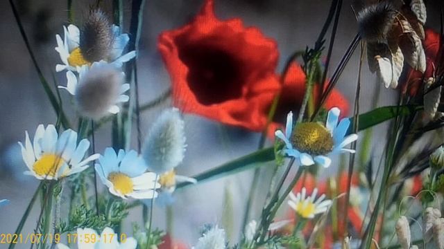 Аннушка - Синичка , вам респект . смотреть онлайн