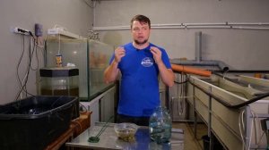 Медицинские пиявки. Выращивание нового гидробионта на Акваферме