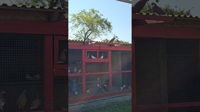 4 дня в поисках дома смотреть онлайн