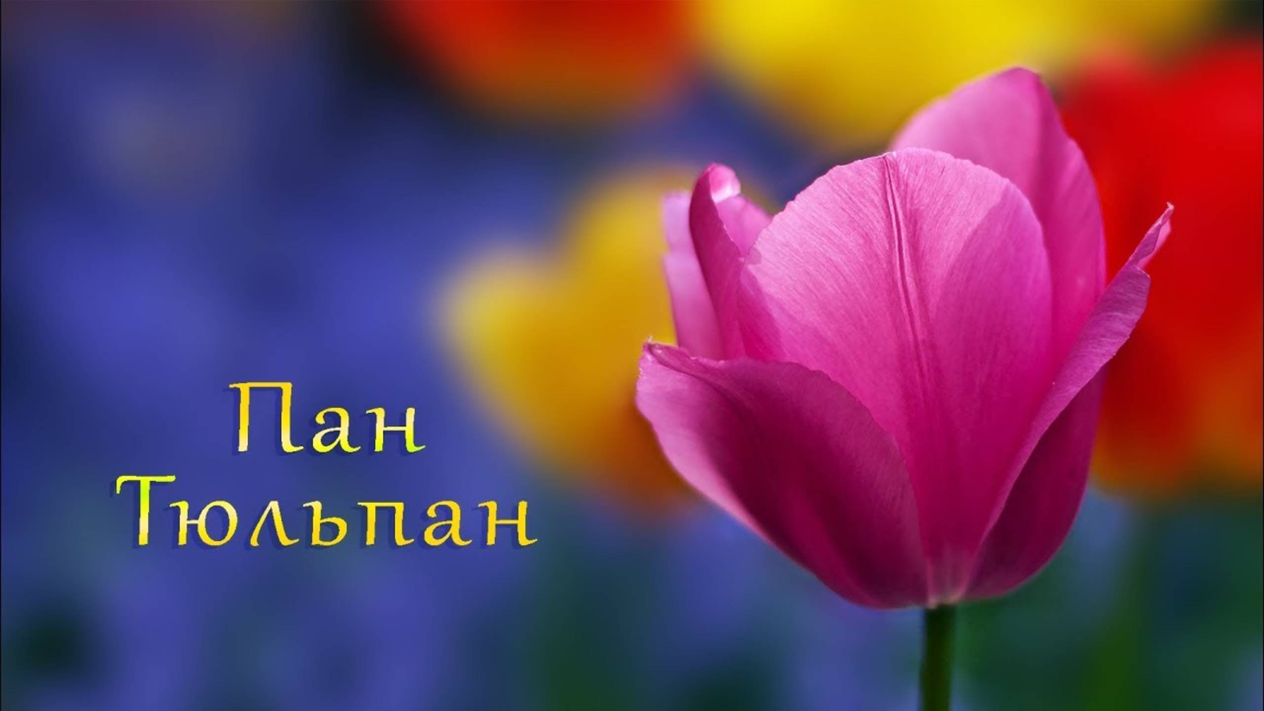 Пан Тюльпан - детская песня - Будем счастливы ! - Лансере / Pan Tulip - children's song / Lansere смотреть онлайн