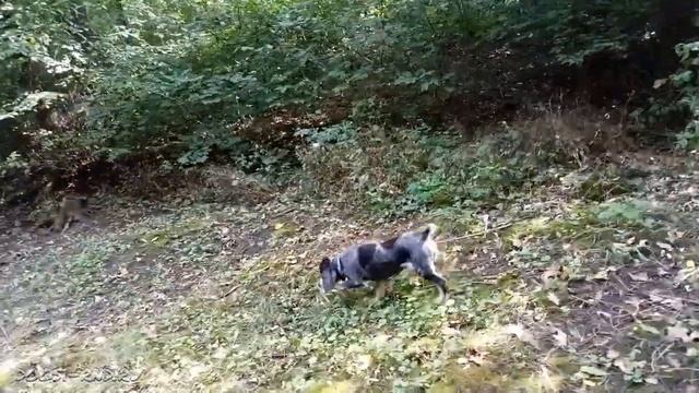 Вольная Марта гоняет голубей. Но только вдоль берега ) смотреть онлайн