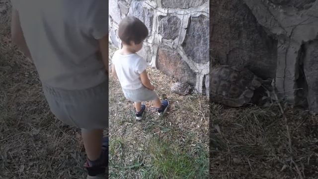 tortoise سلحفاة смотреть онлайн