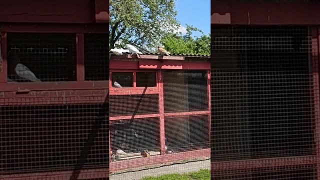 Опаздавшие голуби смотреть онлайн