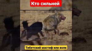 Кто сильней Тибетский мастиф или волк?