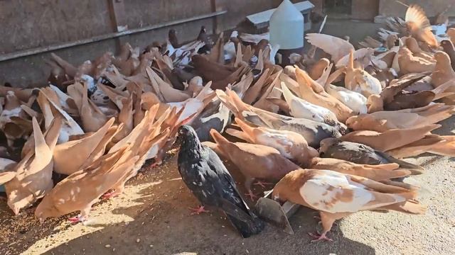 Голуби 29.10.24. обзор смотреть онлайн