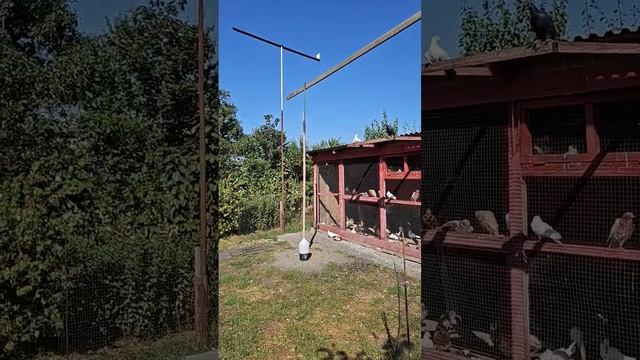 Опоздавшая семёрка голубей смотреть онлайн