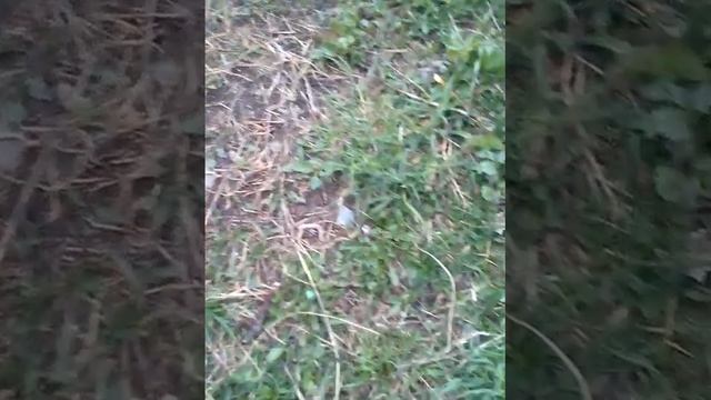 "Цветущий дворик". Уроки Марины Юрьевны. Культурные растения, в стрессовых условиях Видео N1 смотреть онлайн