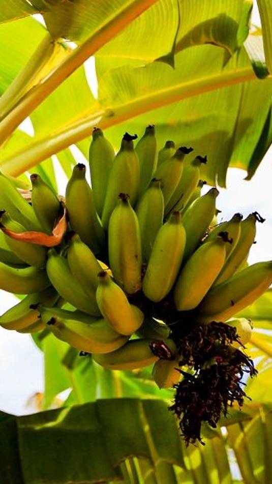 Банановая пальма дома. Как растёт? смотреть онлайн