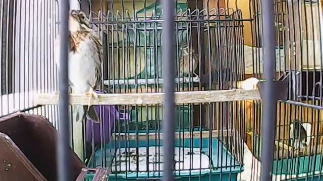 Emberiza rustica смотреть онлайн