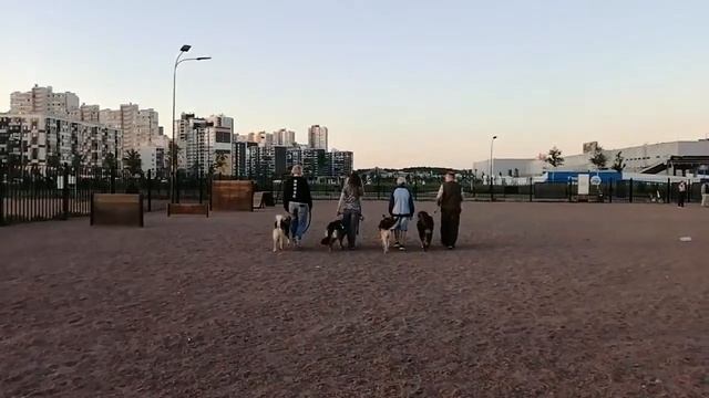Кинологическая Агитбригада Кудрово смотреть онлайн