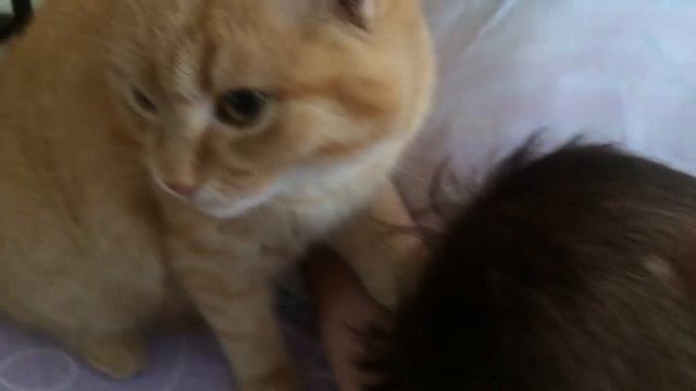 Самый лучший кот будит хозяина :))) смотреть онлайн