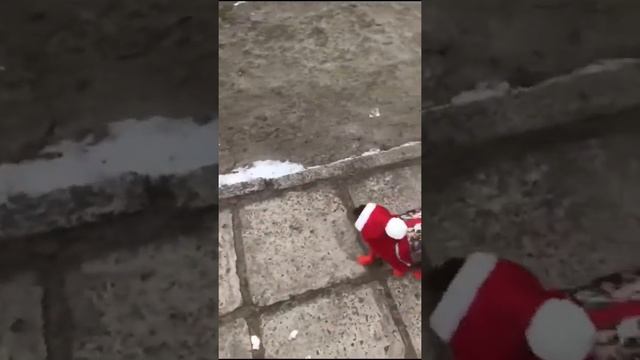 ТОЙ ТЕРЬЕР, ЗИМНЯЯ ОДЕЖДА ДЛЯ СОБАК, САПОЖКИ ДЛЯ СОБАК смотреть онлайн
