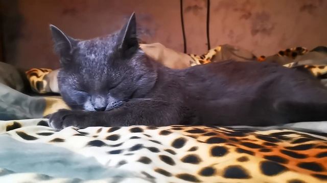 Cat sucks paw what could it mean!? smacking /Кот сосет лапу что это могло значить!? смотреть онлайн