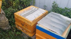 БУРНЫЙ РОСТ ОСЕНЬЮ. белковая ПОДКОРМКА.