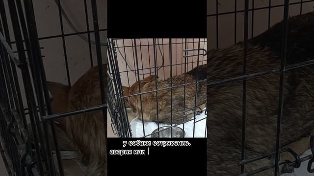 Спасли собаку! Дружная командная работа волонтёров и ветеринара🥳🐕